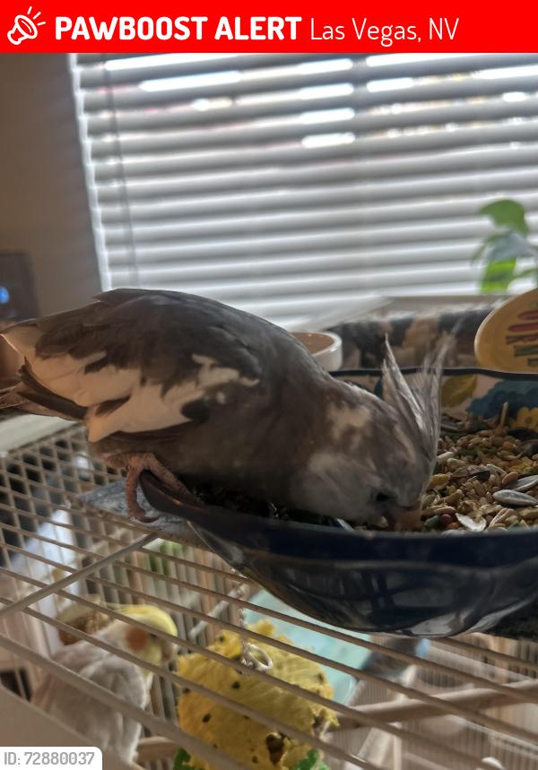 Lost Male Bird last seen Sterling springs and Gentilly , Las Vegas, NV 89108