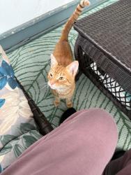 Reunited Male Cat last seen High street, Manchester, CT 06040