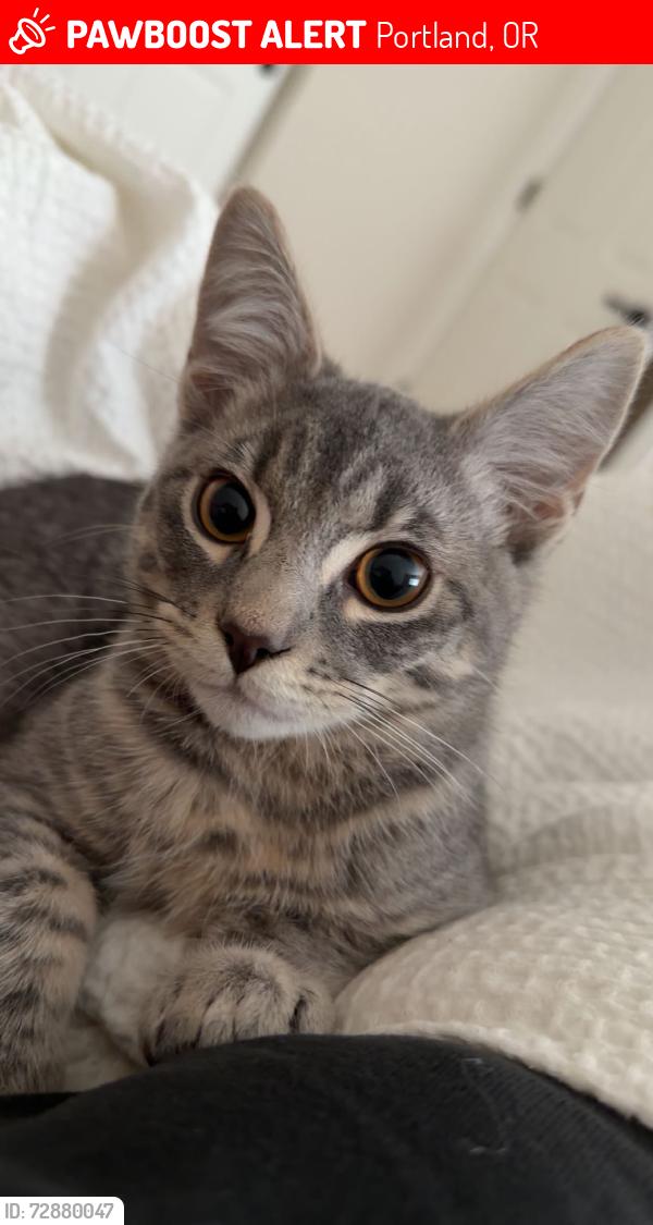 Lost Male Cat last seen Sandy Terrace apmts, Portland, OR 97230
