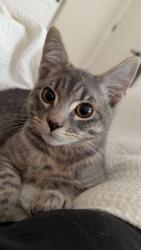 Lost Male Cat last seen Sandy Terrace apmts, Portland, OR 97230