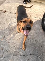 Found/Stray Male Dog last seen hse with a wooden fence., Zephyrhills, FL 33542