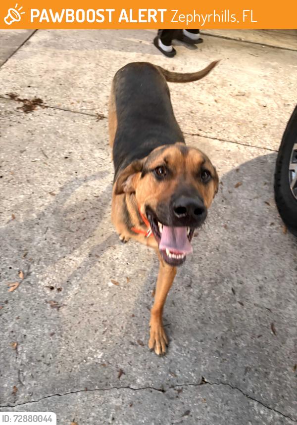 Found/Stray Male Dog last seen hse with a wooden fence., Zephyrhills, FL 33542