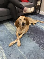 Found/Stray Male Dog last seen Butterfield Hwy and Sherman Rd, Brookfield Township, MI 48813