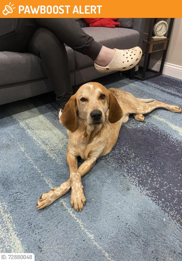 Found/Stray Male Dog last seen Butterfield Hwy and Sherman Rd, Brookfield Township, MI 48813