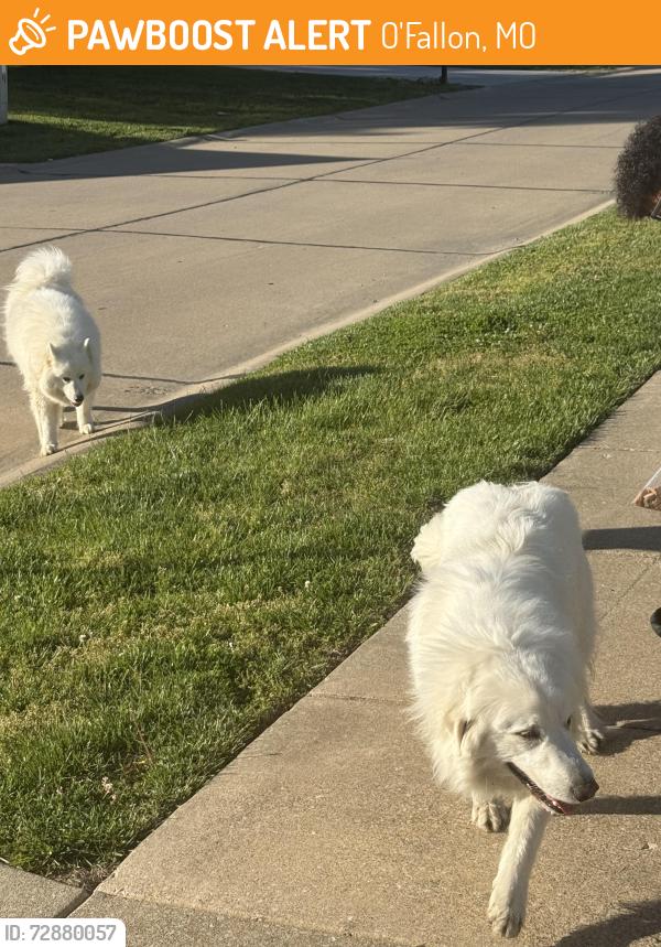 Found/Stray Unknown Dog last seen Windings woods and winding trails, O'Fallon, MO 63366