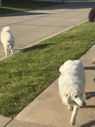 Found/Stray Unknown Dog last seen Windings woods and winding trails, O'Fallon, MO 63366