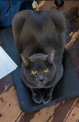 Lost Male Cat last seen Doe Run Lake, Covington, KY 41017