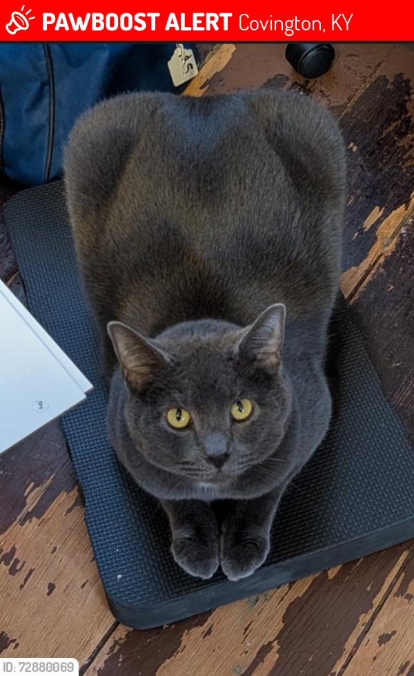 Lost Male Cat last seen Doe Run Lake, Covington, KY 41017