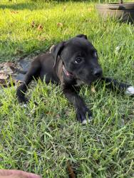 Found/Stray Male Dog last seen Belle park and Bellaire , Houston, TX 77072
