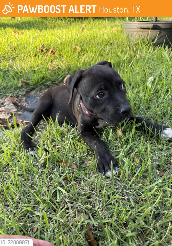 Found/Stray Male Dog last seen Belle park and Bellaire , Houston, TX 77072