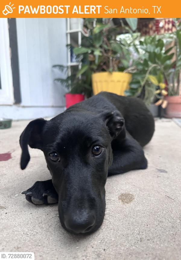 Found/Stray Male Dog last seen Elmendorf and W mistletoe , San Antonio, TX 78201