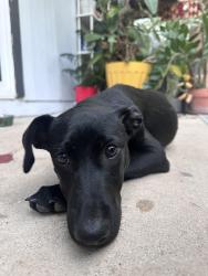Found/Stray Male Dog last seen Elmendorf and W mistletoe , San Antonio, TX 78201