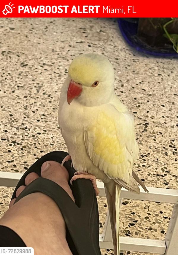 Lost Female Bird last seen Near ave sw 6 st miami florida, Miami, FL 33174