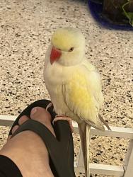 Lost Female Bird last seen Near ave sw 6 st miami florida, Miami, FL 33174