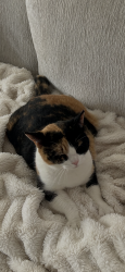 Lost Female Cat last seen Near pine bluff way Indian land sc, Indian Land, SC 29707