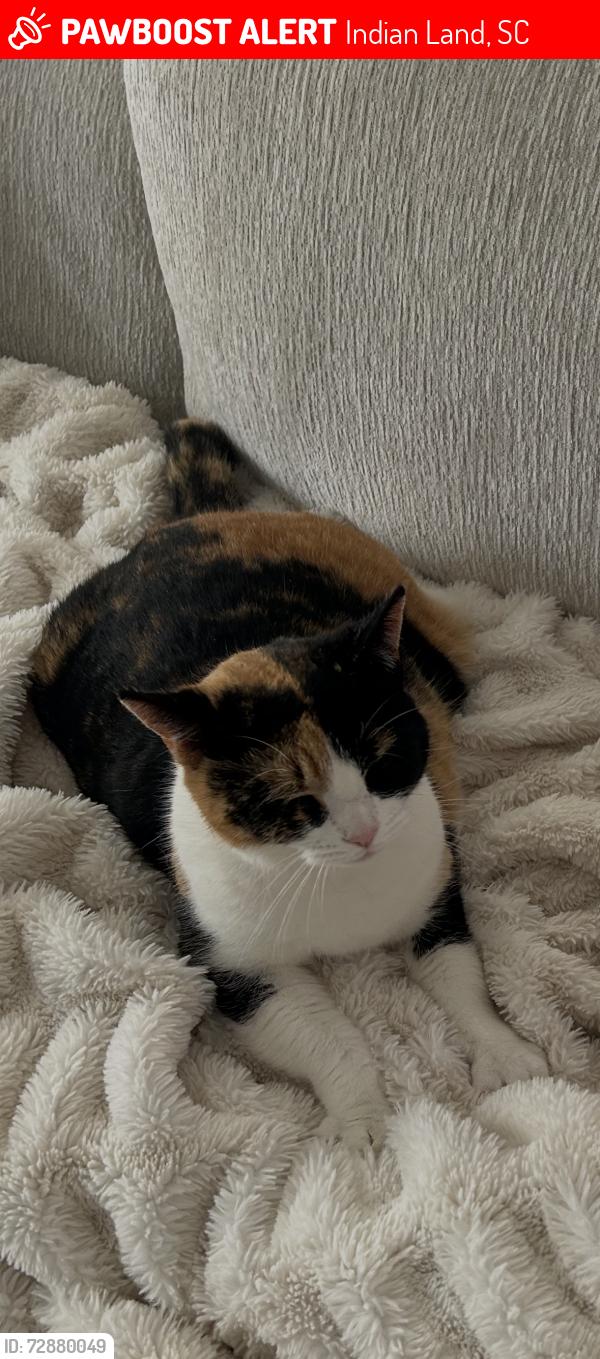 Lost Female Cat last seen Near pine bluff way Indian land sc, Indian Land, SC 29707