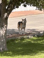 Found/Stray Unknown Dog last seen Ruth, Boise, ID 83704