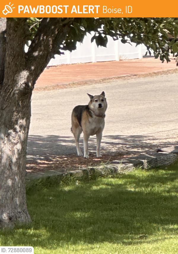 Found/Stray Unknown Dog last seen Ruth, Boise, ID 83704