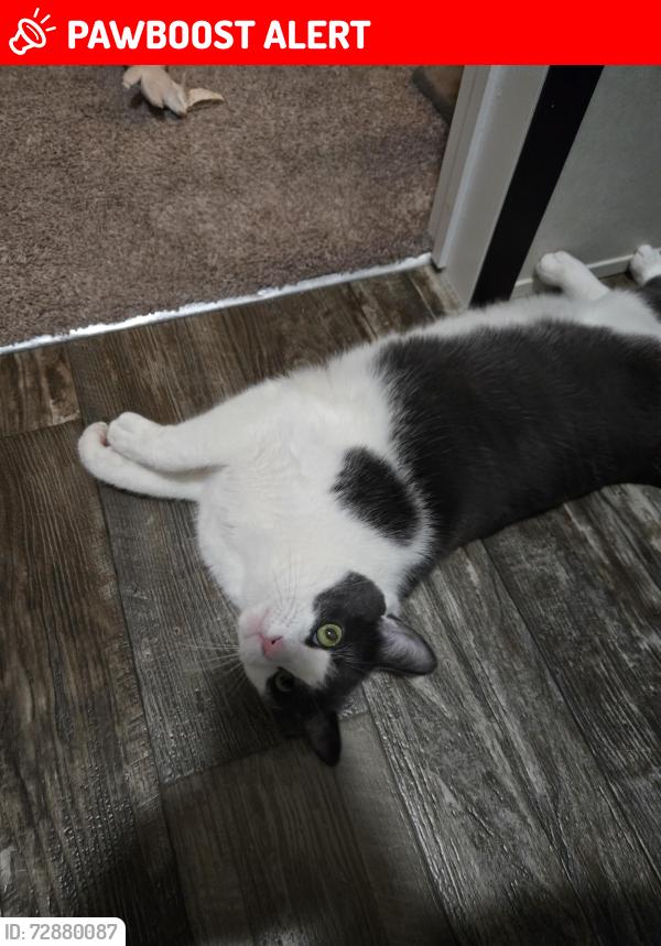 Lost Male Cat last seen Holiday ests mobile community, Canton Township, MI 48188
