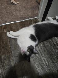 Lost Male Cat last seen Holiday ests mobile  community, Canton Township, MI 48188