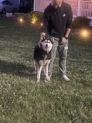Found/Stray Male Dog last seen West 8th street Newton NC, Newton, NC 28658