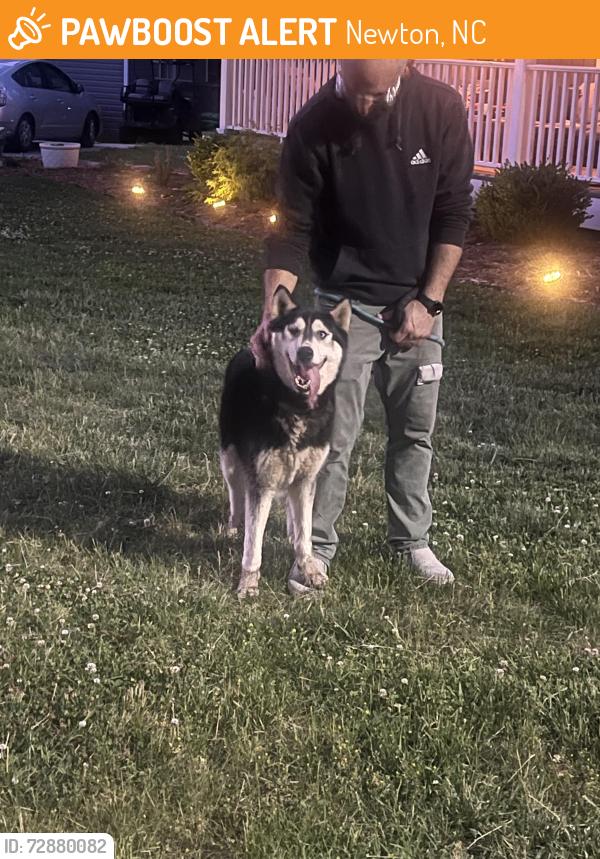 Found/Stray Male Dog last seen West 8th street Newton NC, Newton, NC 28658