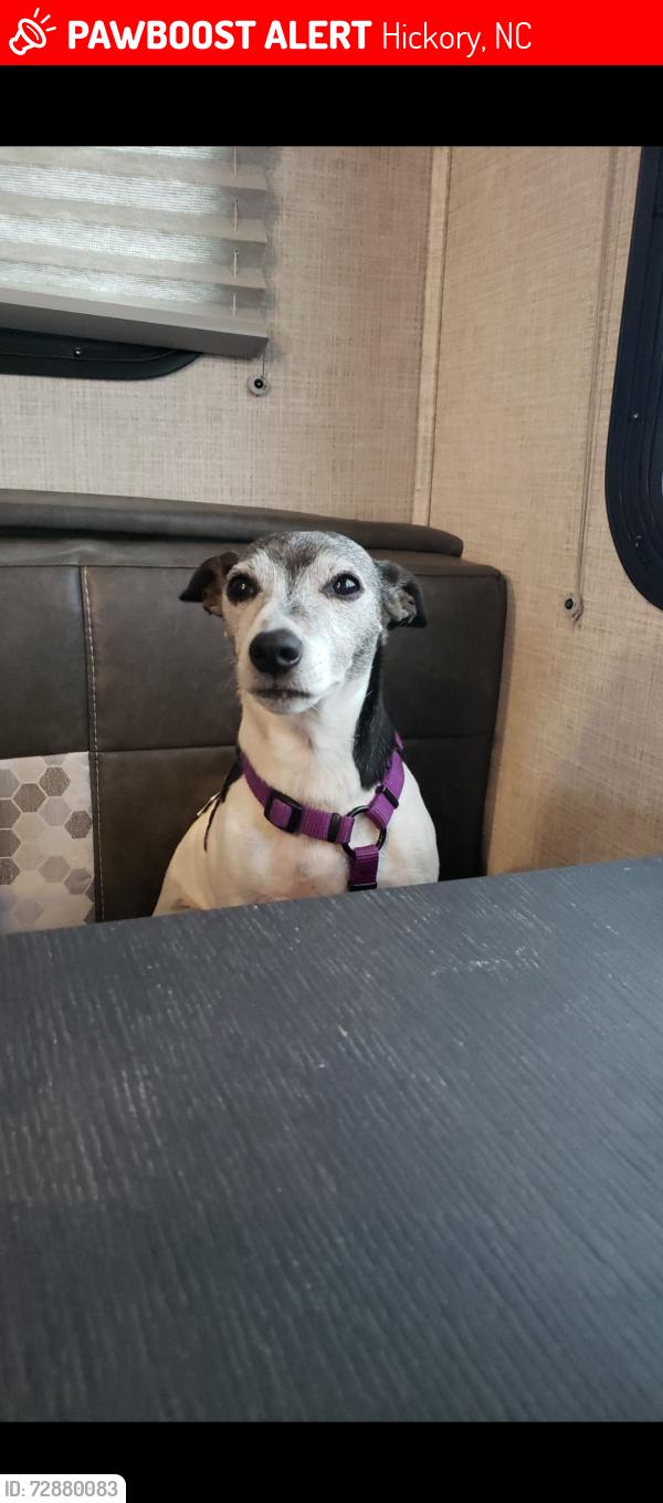 Lost Female Dog last seen Shirebourn in the Deerfield Subvision in Mountain View. , Hickory, NC 28602