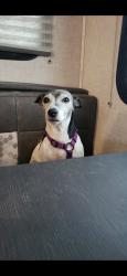 Lost Female Dog last seen Shirebourn in the Deerfield Subvision in Mountain View. , Hickory, NC 28602