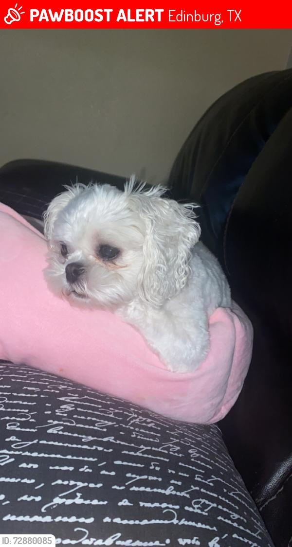 Lost Female Dog last seen Starbucks , Edinburg, TX 78539