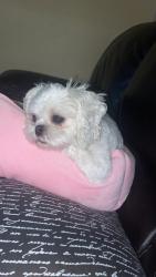 Lost Female Dog last seen Starbucks , Edinburg, TX 78539