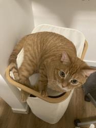 Lost Male Cat last seen seen in backyard of a hse near 85th street and 115ave, Edmonton, AB T5B 3B4