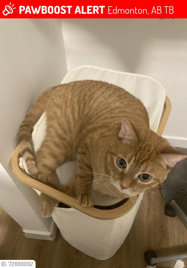Lost Male Cat last seen seen in backyard of a hse near 85th street and 115ave, Edmonton, AB T5B 3B4