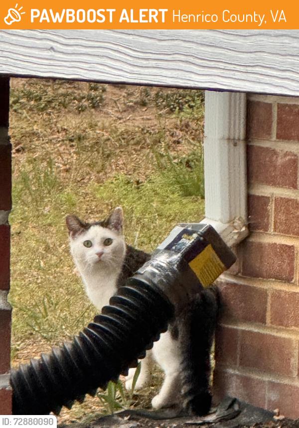 Found/Stray Unknown Cat last seen Woodlake dr and Switchgrass, Henrico County, VA 23294