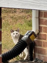 Found/Stray Unknown Cat last seen Woodlake dr and Switchgrass, Henrico County, VA 23294