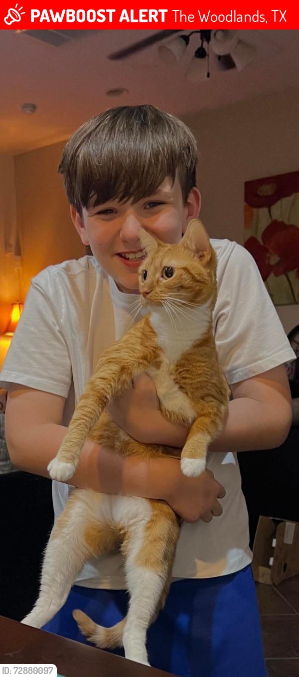 Lost Female Cat last seen Ashlane and Branch Crossing, The Woodlands, TX 77382