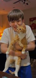 Lost Female Cat last seen Ashlane and Branch Crossing, The Woodlands, TX 77382