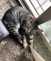 Reunited Female Cat last seen Two blocks south of Trollwood park on 1st, Fargo, ND 58102