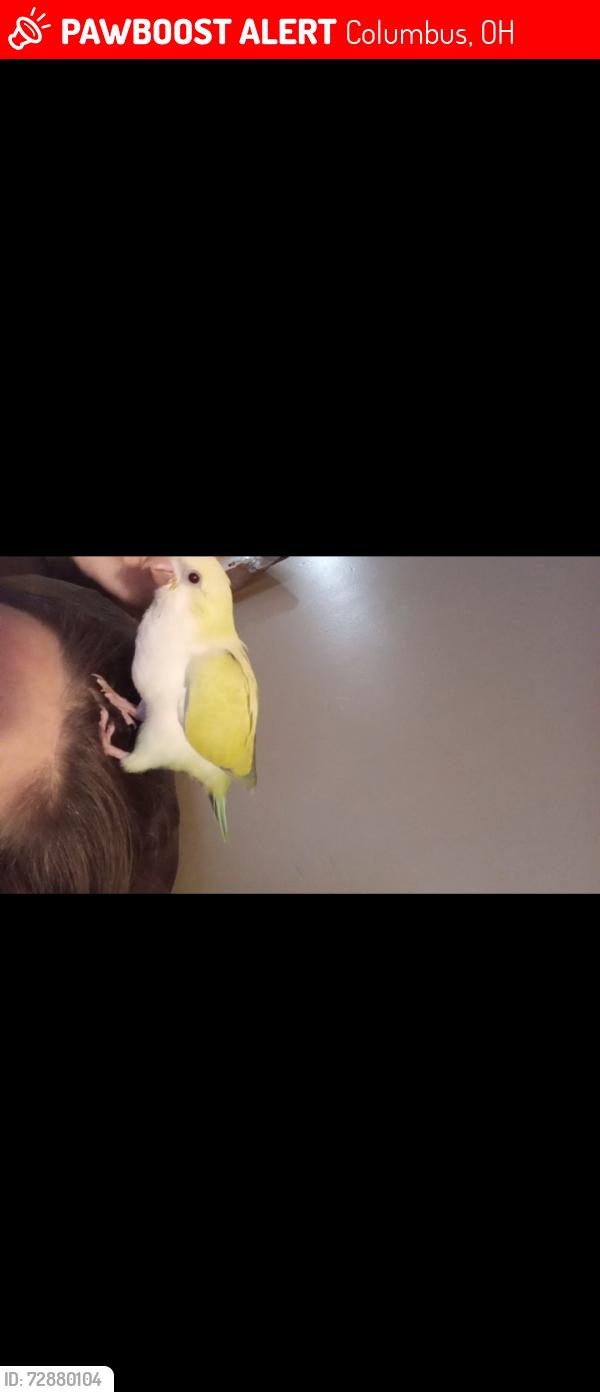 Lost Male Bird last seen Near Dale ave Columbus Ohio 43213, Columbus, OH 43213