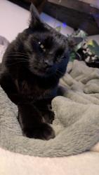 Lost Male Cat last seen Merriam, Davenport, WA 99122