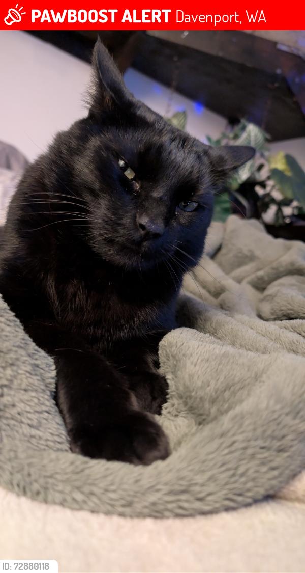 Lost Male Cat last seen Merriam, Davenport, WA 99122