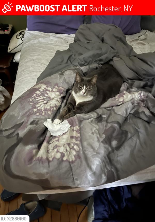 Lost Female Cat last seen I now live in Greece she was stolen from me in a traumatic situation. She is my best friend and I am heartbroken. , Rochester, NY 14621