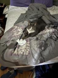 Lost Female Cat last seen I now live in Greece she was stolen from me in a traumatic situation. She is my best friend and I am heartbroken. , Rochester, NY 14621