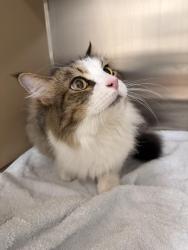 Found/Stray Female Cat last seen Branston Street , Bowen Hills, QLD 4006