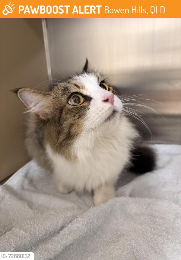 Found/Stray Female Cat last seen Branston Street , Bowen Hills, QLD 4006