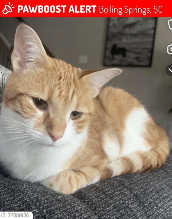 Lost Male Cat last seen Bible church and orchard valley ln, Boiling Springs, SC 29316