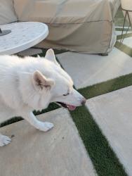 Found/Stray Male Dog last seen By park in North Grove on Country Meadows Blvd Waxahachie , Waxahachie, TX 75165