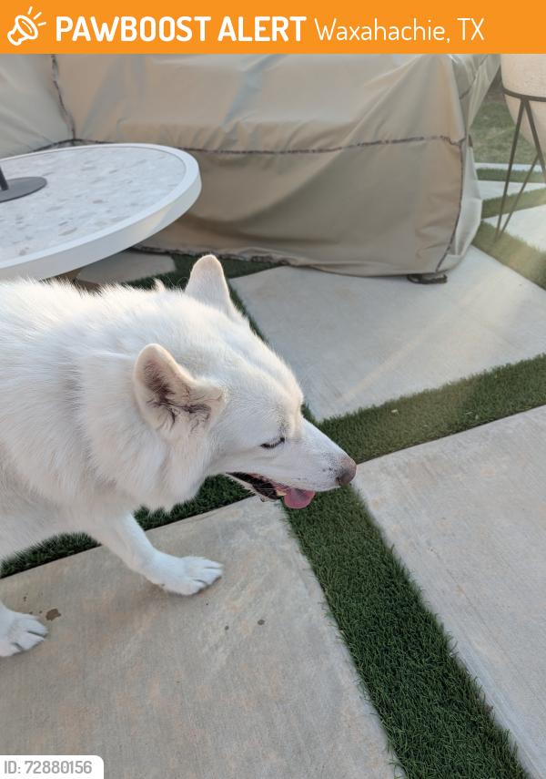 Found/Stray Male Dog last seen By park in North Grove on Country Meadows Blvd Waxahachie , Waxahachie, TX 75165