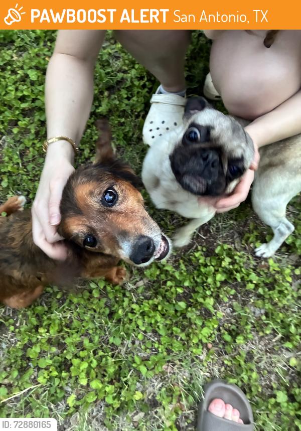 Found/Stray Unknown Dog last seen Henderson Pass, San Antonio, TX 78232