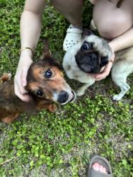 Found/Stray Unknown Dog last seen Henderson Pass, San Antonio, TX 78232