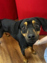 Found/Stray Unknown Dog last seen Unknown , Harnett County, NC 27546